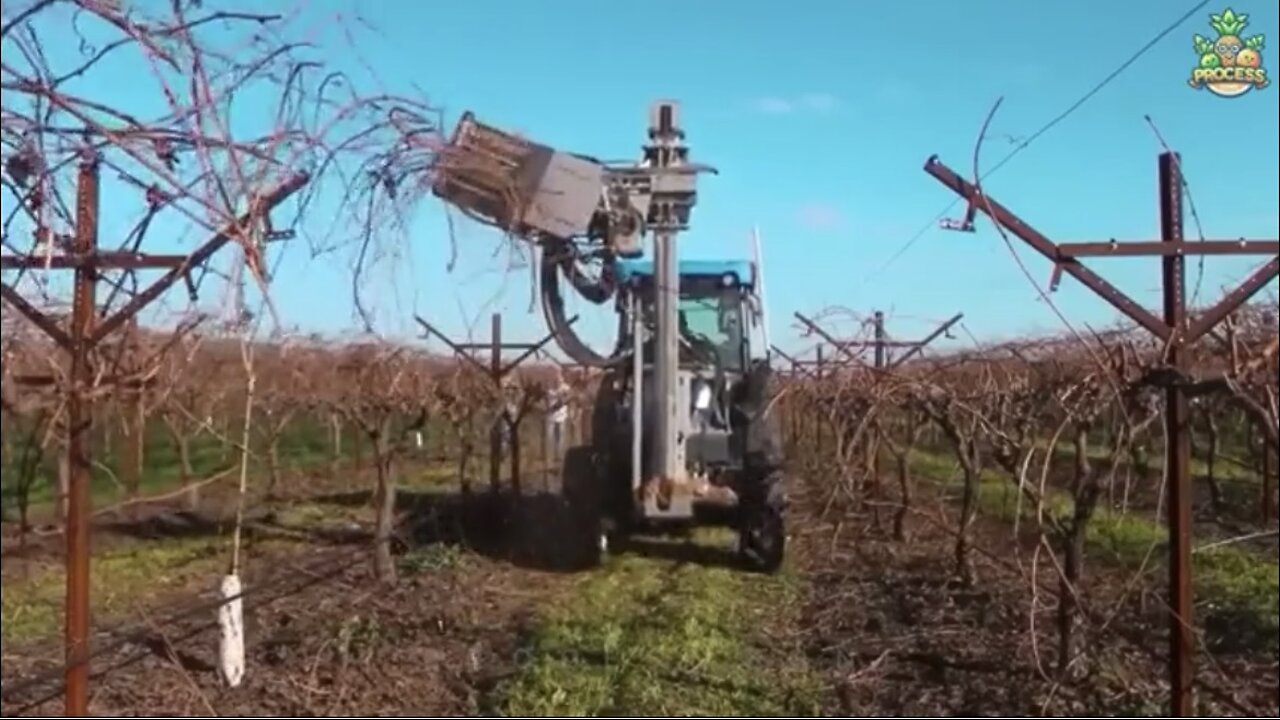 How Grapes Are Turned Into Wine In A Factory | Wine Production Process