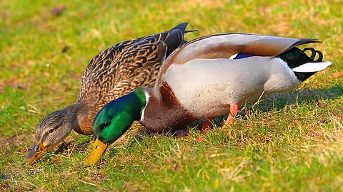 Mallard Duck Couple is Having Brunch on a Sunny Spring Day