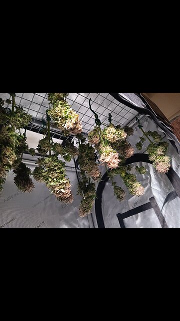 Mimosa cake auto drying day 2