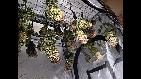 Mimosa cake auto drying day 2
