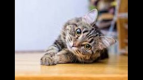 funny animal videos 2025
