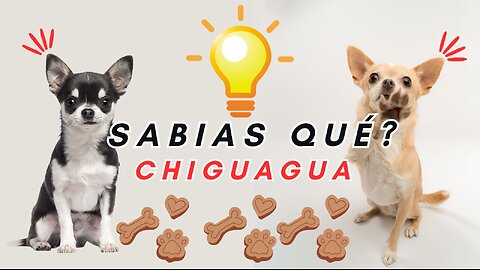 “Chihuahua: La raza de perro más pequeña con el corazón más grande 🐾”