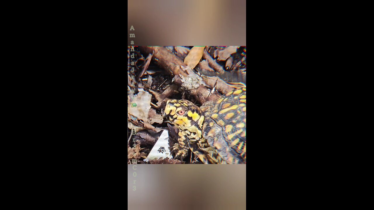 Birds & A Turtle Today