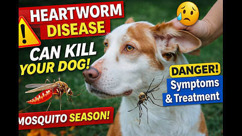 Heartworm Disease Can Kill Your Dog! ⚠️ Symptoms, Mosquito Season, Treatment & Prevention