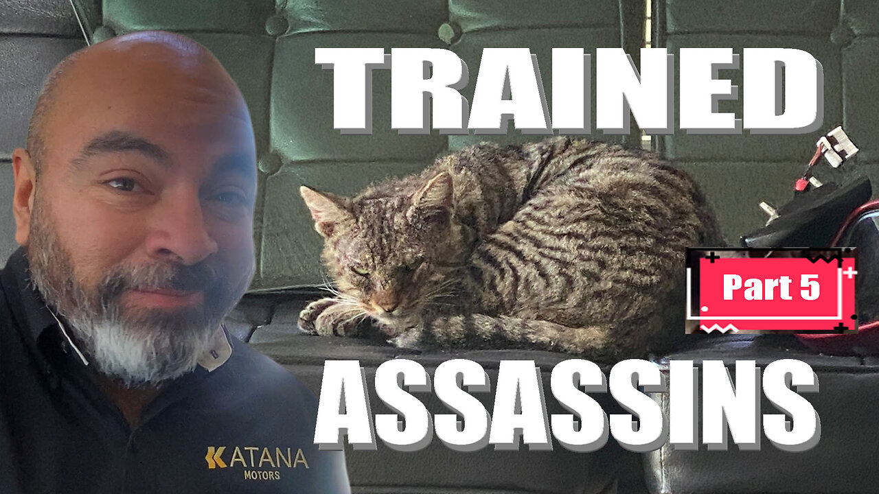 This Cat Became My Bodyguard. I Survived the Ride… Now He Guards Me.