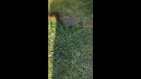 Squirrel 🐿️ #squirrel #followme #shorts #viral #trending