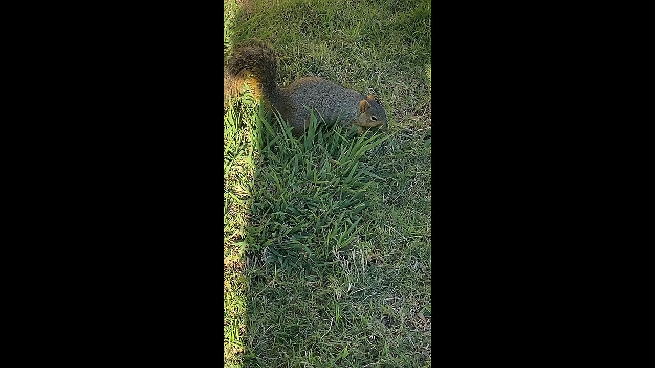 Squirrel 🐿️ #squirrel #followme #shorts #viral #trending