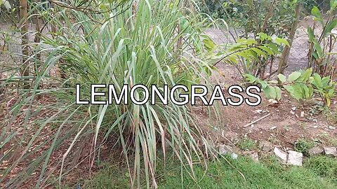 Lemon Grass Tea and its Benefits to our Health