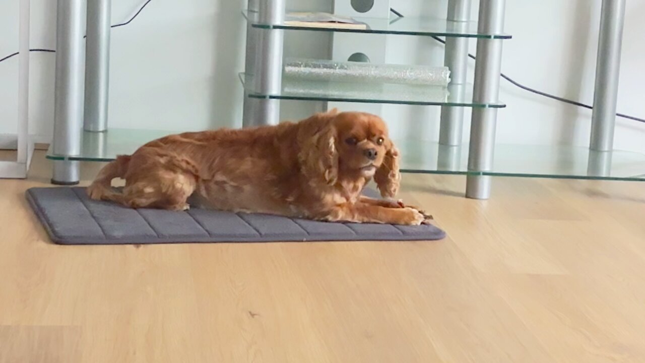 😄🙏🏻🐕❤️ Today is beef stick…