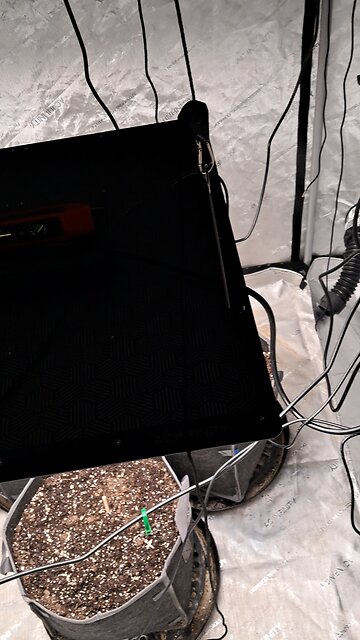 two buds in a jar grow