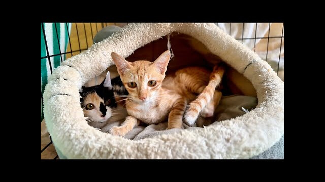 Update: Colgate and Moon Back from the hospital today! Moon is Good, But Colgate is so scared!