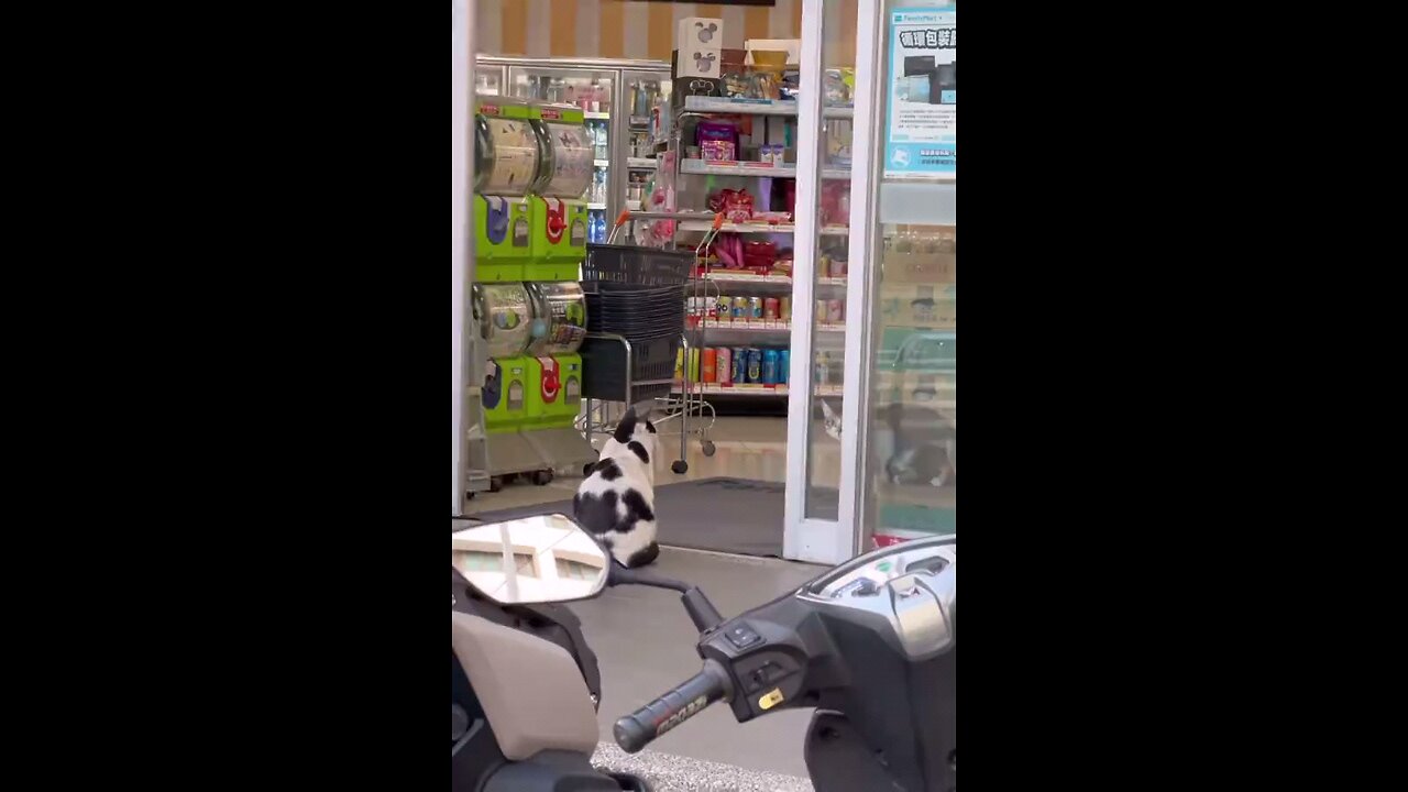 funny cat