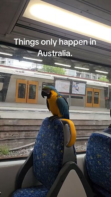 Only in Australia 🇦🇺