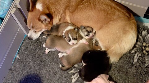 Seven's Litter Week 2