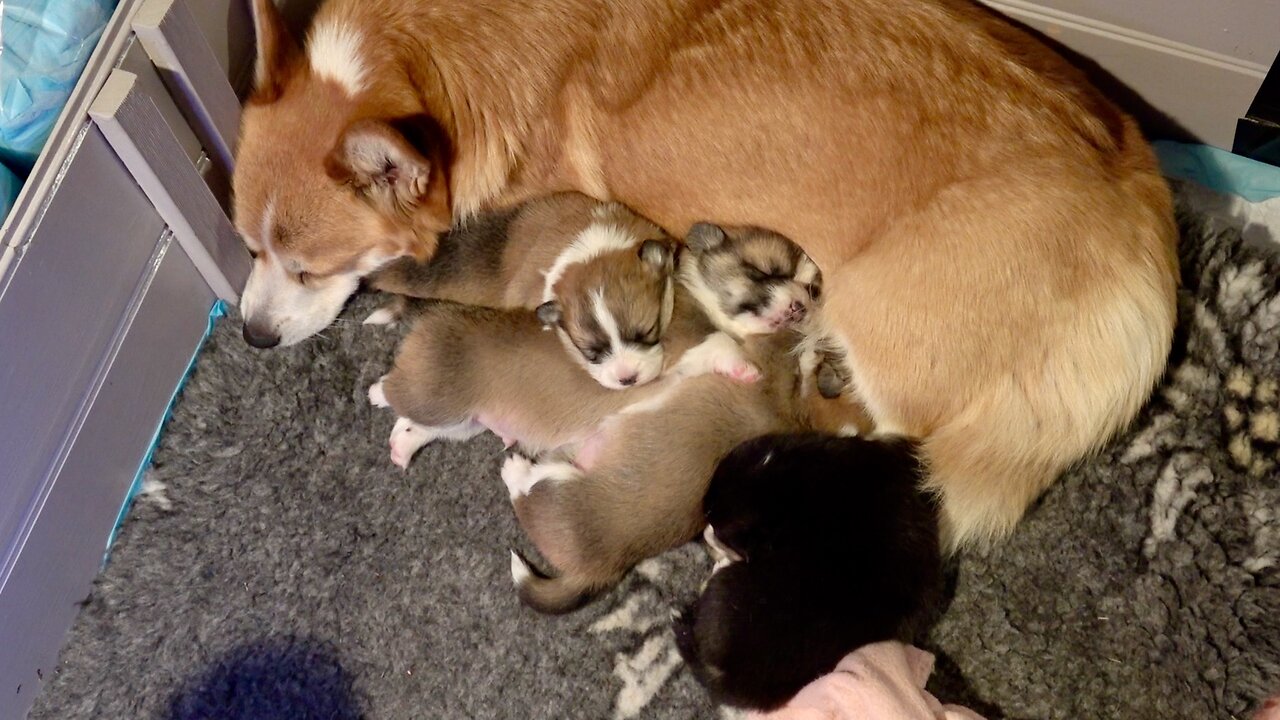 Seven's Litter Week 2