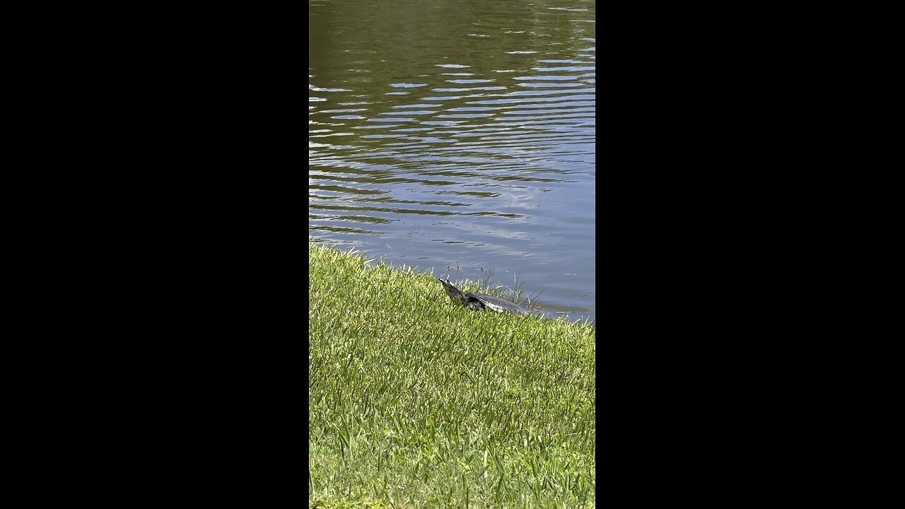 Florida Softshell Turtles | 4K