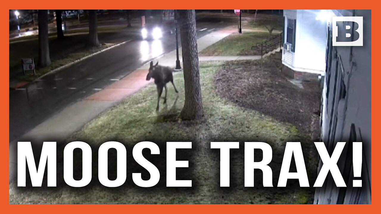 Keene to Earn an Education! Moose Runs Across Keene State College Campus in New Hampshire