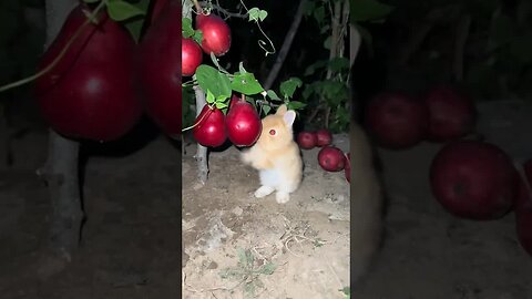 In the middle of the night, the little rabbit eats pears. Cute pet debut plan. Rabbit. Pastoral