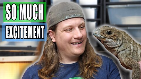 Are these Reptiles OK?