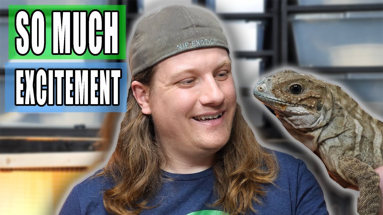 Are these Reptiles OK?