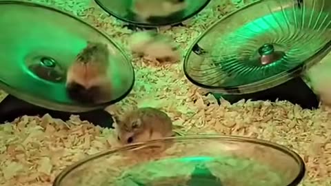Hamster Rock