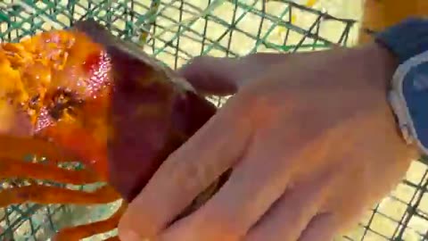 Eating The Most Elusive Lobster In The World