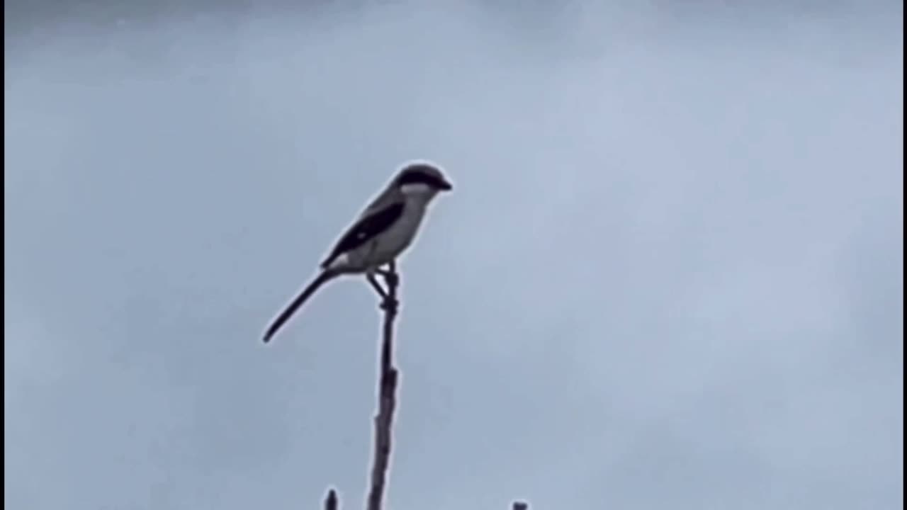 The Mockingbird Raised by Loggerhead Shrikes
