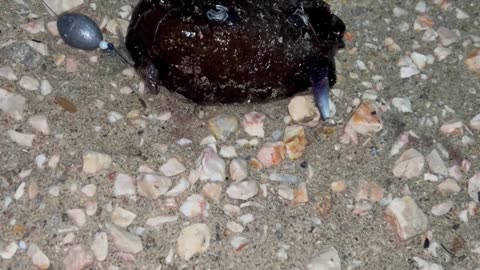 Strange Creature From the Sea