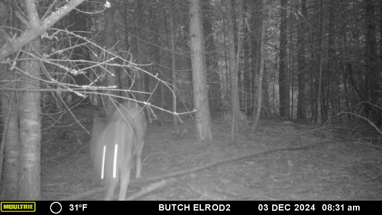 Injured Coyote