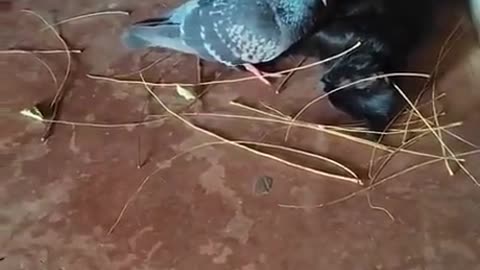 Bird tries to build a nest for a cat friend after discovering she's pregnant