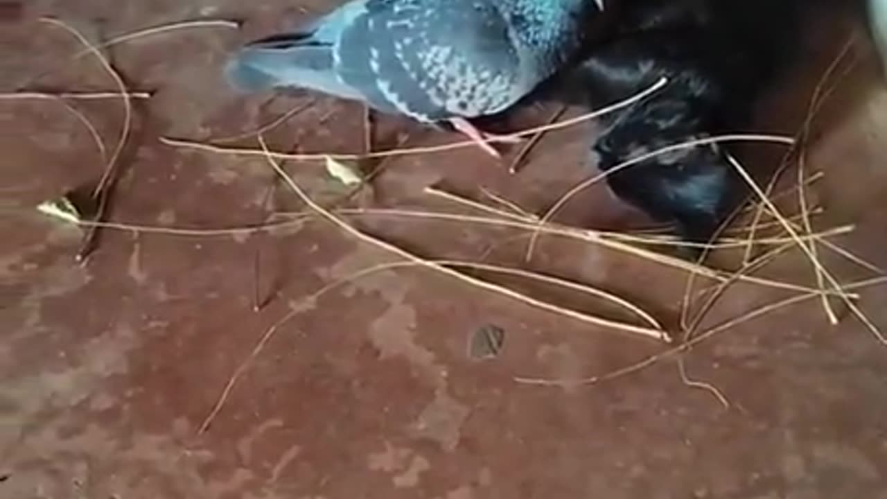 Bird tries to build a nest for a cat friend after discovering she's pregnant