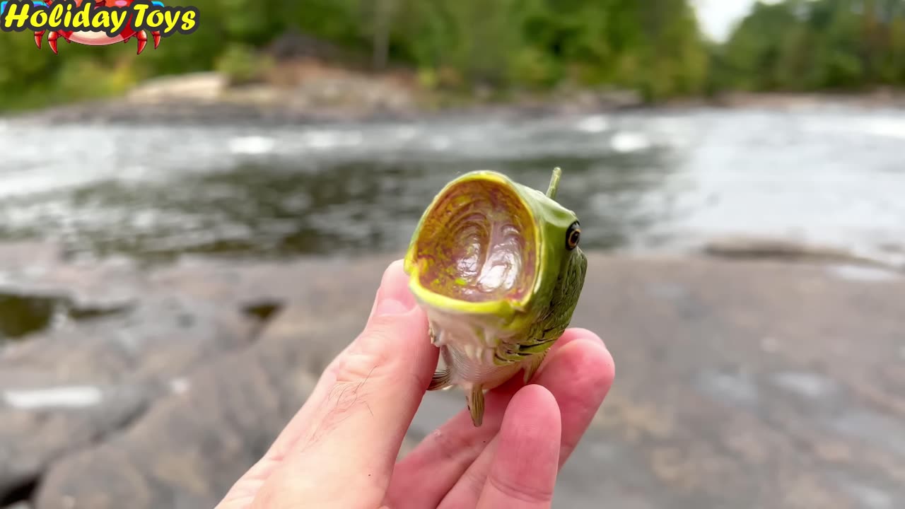 Red Crabs Grab Fish Swimming in the River to Eat