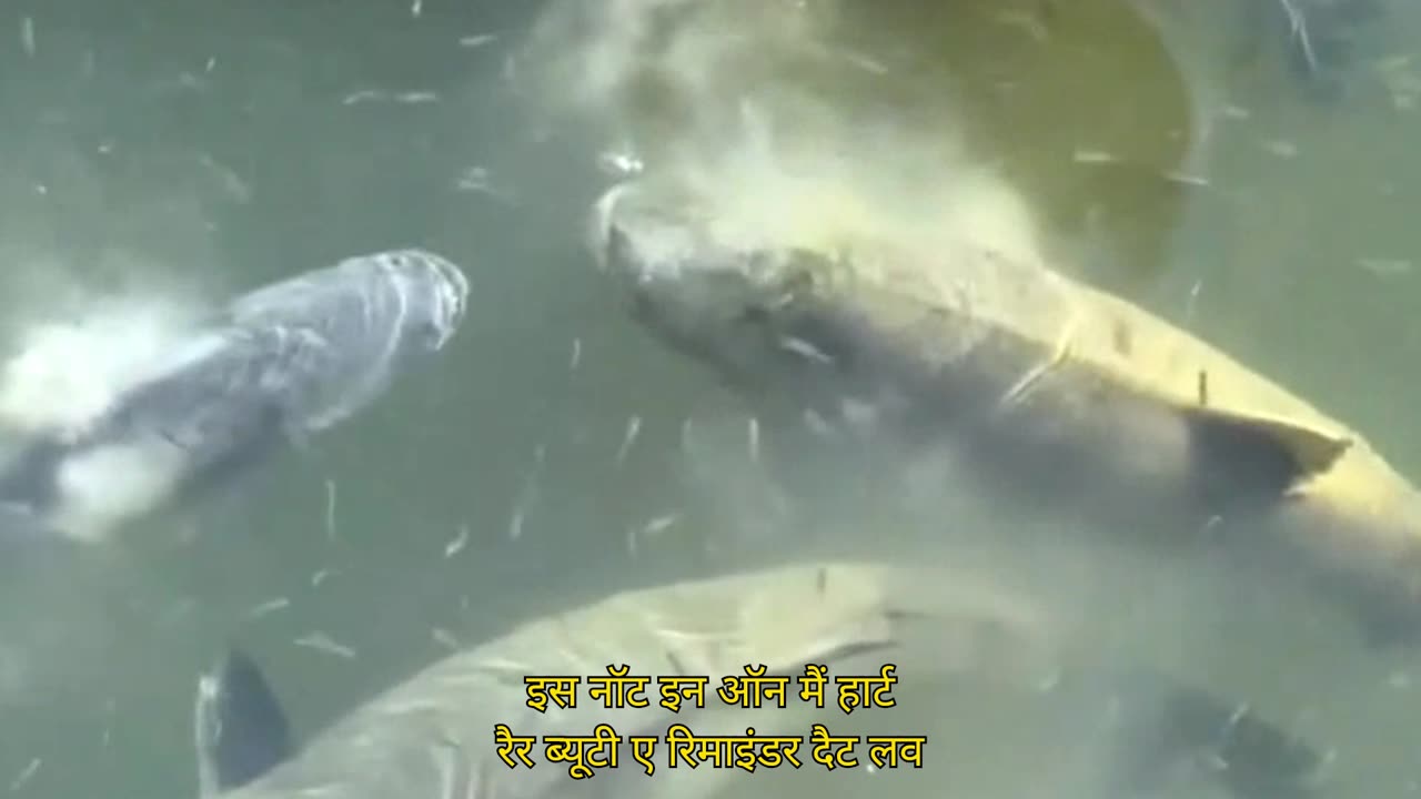 Man and Giant Fish, True Friendship