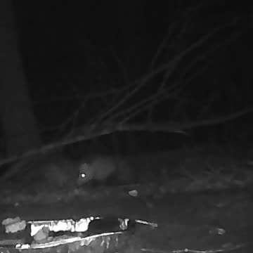 EA S144 - Scared But Hungry