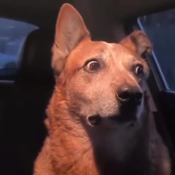 Very funny moment guys 🤣😂😂