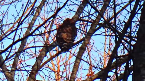 Red-tailed hawk
