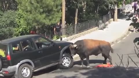 Fun Animals