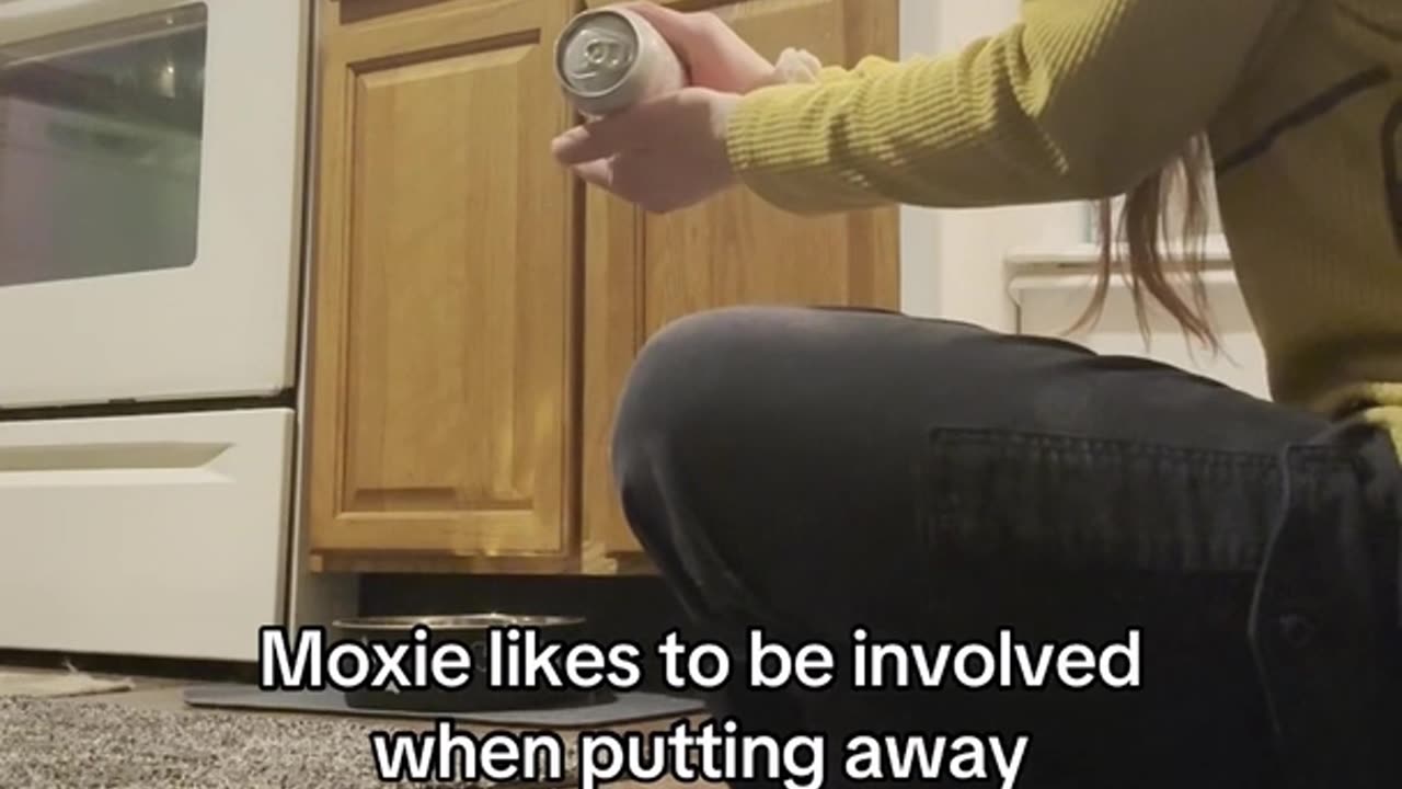 Dog's Attempt to Help With Groceries Ends in Can Explosion