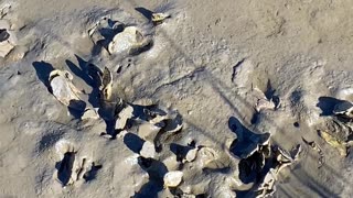 ARE THESE OYSTERS?