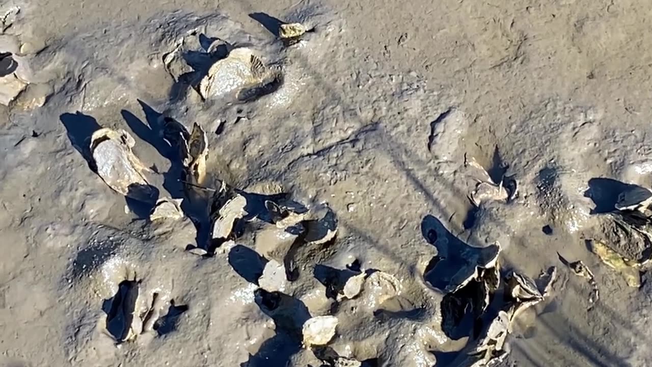 ARE THESE OYSTERS?