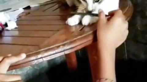 🤣 Kid vs Cat Pen Battle on the Table – Who Wins the Epic Chase? 🐱✏️