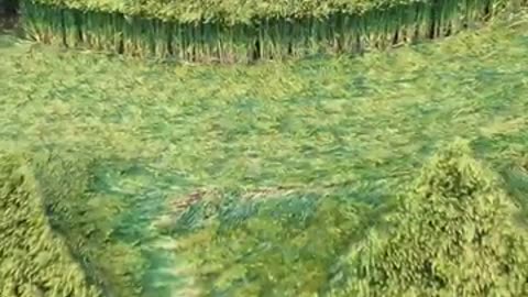 Cercle de culture d'Avebury Cercle de Falkners 8 juin 2025 Crop Circles vus du ciel
