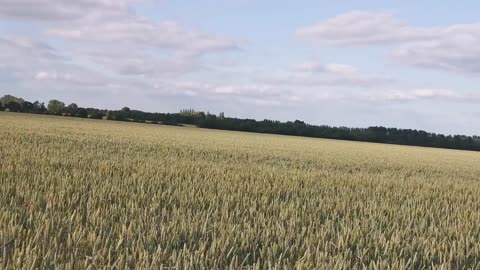 You WILL 666 Be Terminated Crop Circle Warning