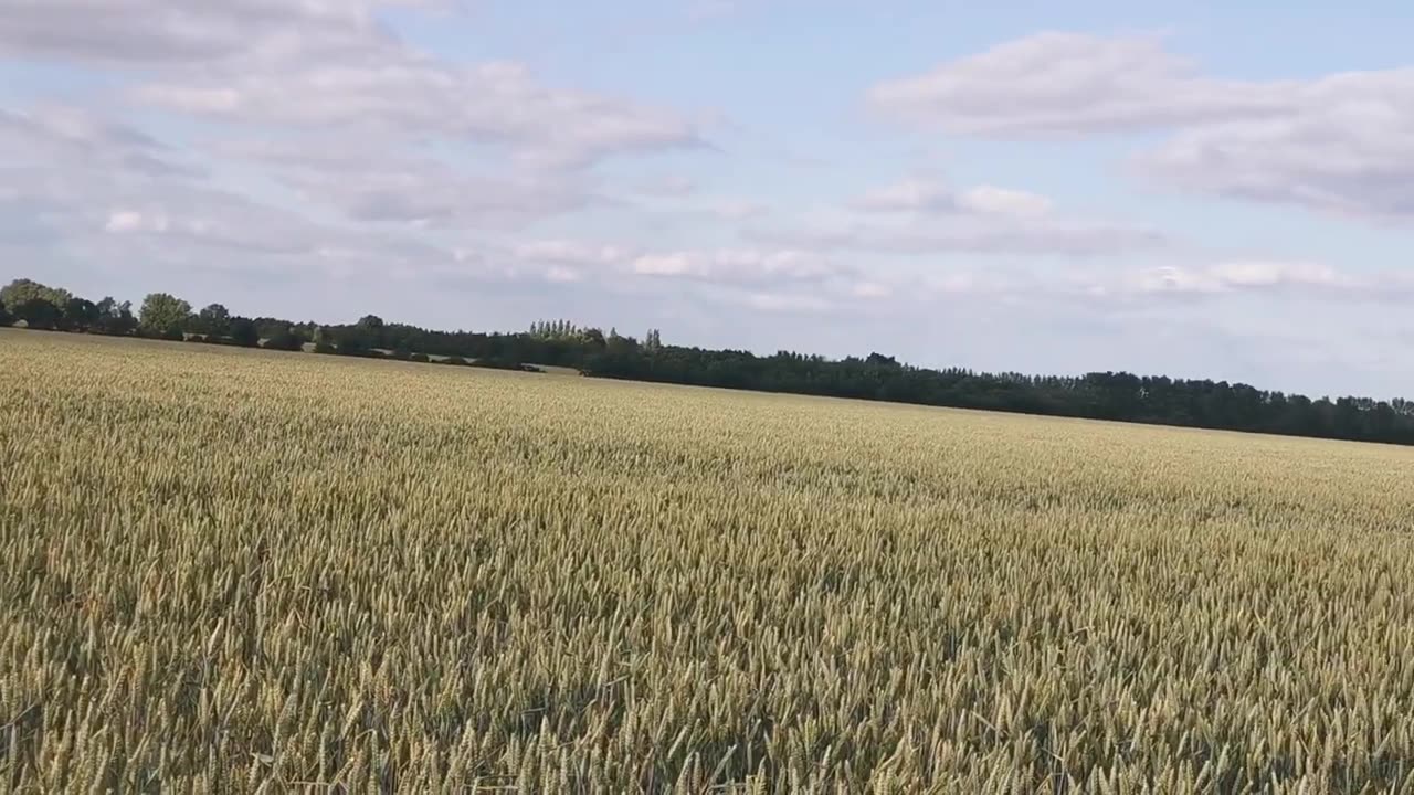 You WILL 666 Be Terminated Crop Circle Warning