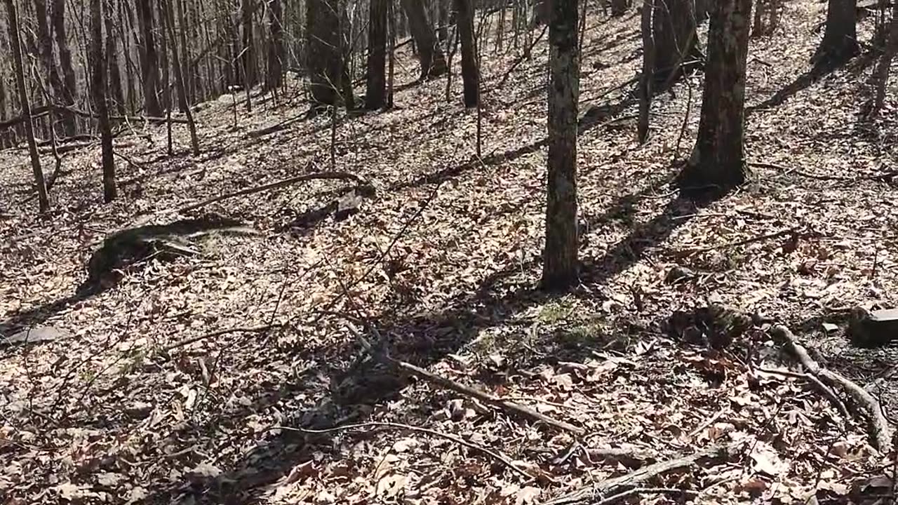 Shawvers Run Wilderness; Middle Mountain