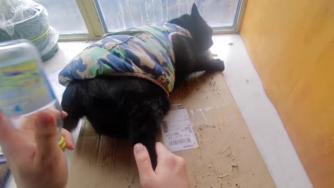 My pet cat vlog, his name is Heihei, 02/12, 2025, kiss he head， #catvideo #asmr
