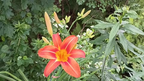 Tiger Lily