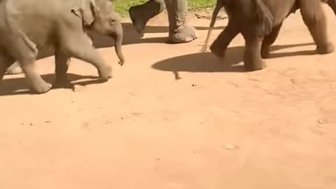 Two baby elephants are walking with their mom