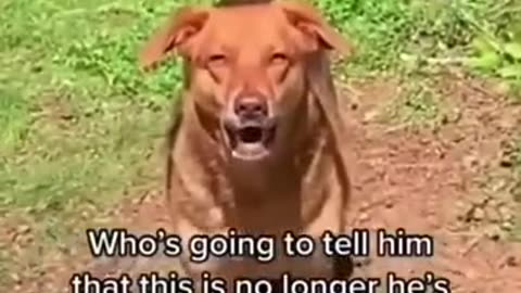 Incredible: Skinwalker Disguised As A Dog #shorts #ytshorts #viral #scary