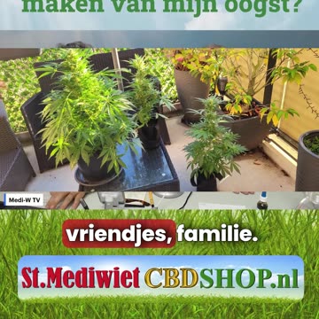 Hoeveel olie kan ik maken van mijn oogst?